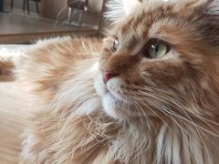 -猫腻·猫咖·撸猫馆(星光大道店)