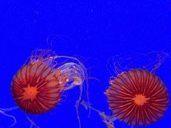 -上海海洋水族馆