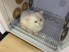 -佐罗家宠物馆·猫文化馆(紫霞路店)