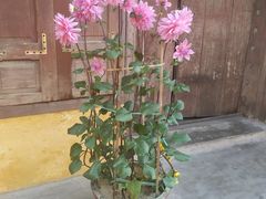 -会安古镇