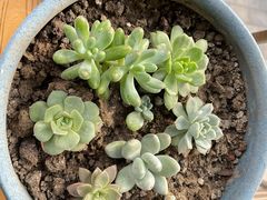 -苹果树下艺术餐厅(通州店)