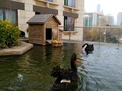 -行者书屋大堂吧 ·下午茶(南京圣和府邸酒店)