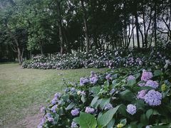 -茅家埠