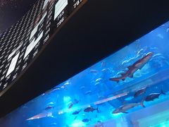 -迪拜水族馆及水下动物园