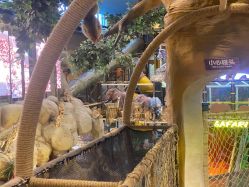 -卡通尼·Safari非洲探索乐园·生日会(金桥国际商业广场店)