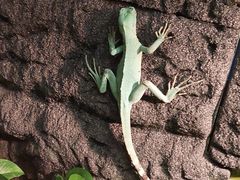 -上海大自然野生昆虫馆(东方明珠·爬宠昆虫探索中心)