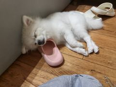 -佳雯宠物医院·皮肤科·内外科(春晓路分院)