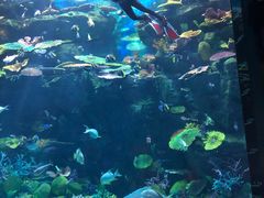 -暹罗海洋世界