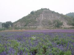 -紫海香堤香草艺术庄园