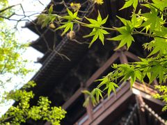 -杭州半山国家森林公园