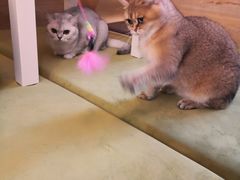 -滚猫咖啡·猫咖·猫友好撸猫(未来城店)