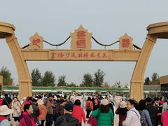 -金塔沙漠胡杨林景区