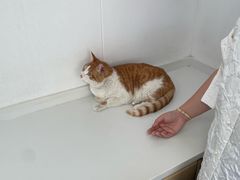 -天使宠物医院·犬猫分诊(彩虹店)