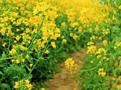 -桤木河湿地公园