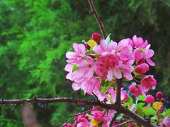 -海棠花溪(元大都城垣遗址公园)