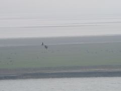-湖南东洞庭湖国家级自然保护区