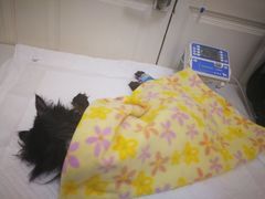 -瑞派·关忠动物医院·异宠专科·犬猫肿瘤·皮肤专科(望京店)