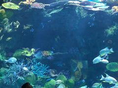 -暹罗海洋世界