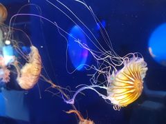 -太平洋海底世界