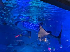 -烟台海昌鲸鲨海洋公园