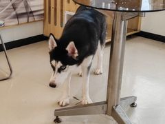 -共舞时光猫咖·狗咖(新街口店)