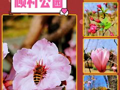 -顾村公园