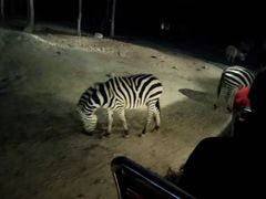 -清迈夜间动物园
