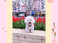 -翊宠yipet猫狗购宠庄园犬舍•猫舍