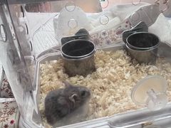 -爱侣宠医·鹦鹉专科·小型哺乳类·异宠专科(灵石路店)