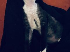 -纳吉亚猫专科动物医院博雅分院