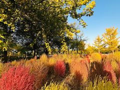 -野鸭湖国家湿地公园