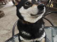 -柴犬高等学院·狗咖·柴犬售卖·宠物训练