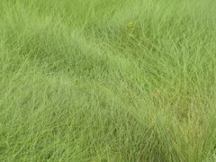-红花山公园