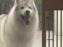 -宠拉拉·高端寄养·宠物酒店(朝阳分店)