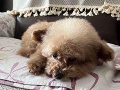 -瑞派福兴宠物医院犬猫全科·骨科·中西医结合(河东店)