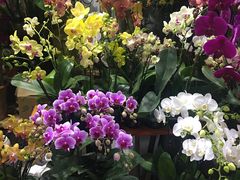 -循礼门鲜花花市(武汉循礼门店)