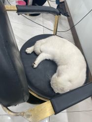 -镁连社·美联社