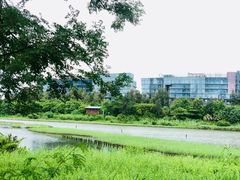 -华侨城湿地公园