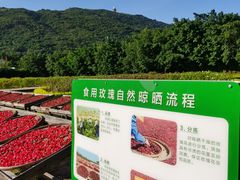-亚龙湾国际玫瑰谷