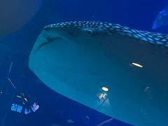 -烟台海昌鲸鲨海洋公园