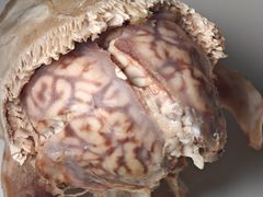 羊脑-洪记白水羊头(天坛店)