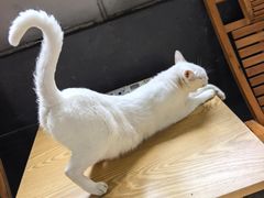 -豆逗聊愈猫阁Easy Life