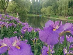 -上海共青森林公园