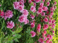 -石家庄市植物园