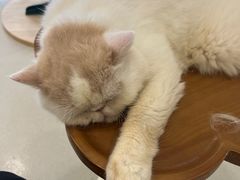 -共舞时光猫咖·狗咖(新街口店)