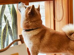 -是阿柴呀！柴犬咖啡·爱喵喵猫咖