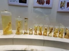 -广东中医药博物馆