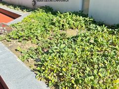 -硅谷蒙学幼儿园