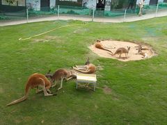 -西霞口神雕山野生动物世界