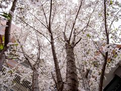 -金陵中学(河西分校)